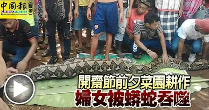 開齋節前夕菜園耕作-婦女被7公尺大蟒蛇蟒蛇吞噬