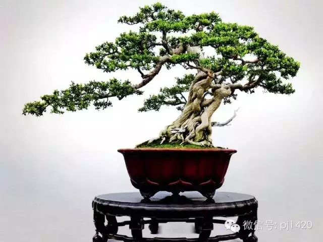 盆景「貴族」收藏需慎重!