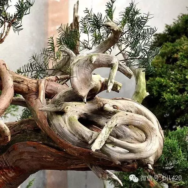 盆景「貴族」收藏需慎重!
