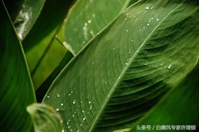 又到吃粽子時節,這幾種人不適合吃糯米棕