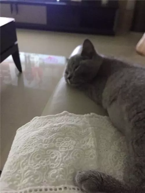 貓咪三番兩次在床上尿尿,主人卻捨不得打罵