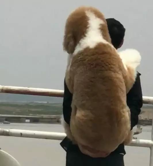 外出遊玩時擔心狗狗腳被燙傷,老爸全程背著巨貴犬
