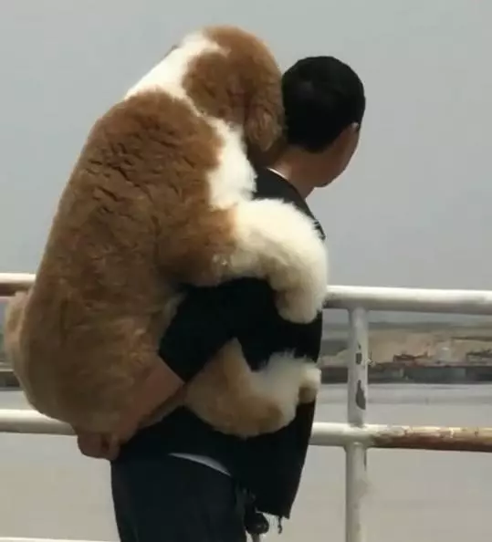 外出遊玩時擔心狗狗腳被燙傷,老爸全程背著巨貴犬
