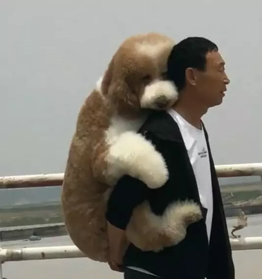 外出遊玩時擔心狗狗腳被燙傷,老爸全程背著巨貴犬