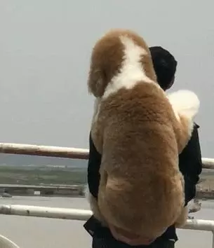 外出遊玩時擔心狗狗腳被燙傷,老爸全程背著巨貴犬