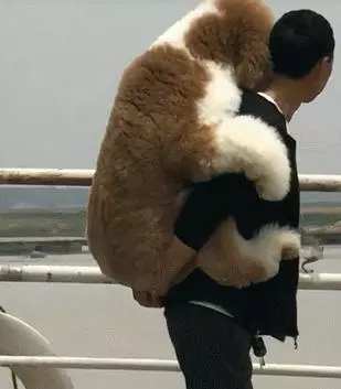 外出遊玩時擔心狗狗腳被燙傷,老爸全程背著巨貴犬