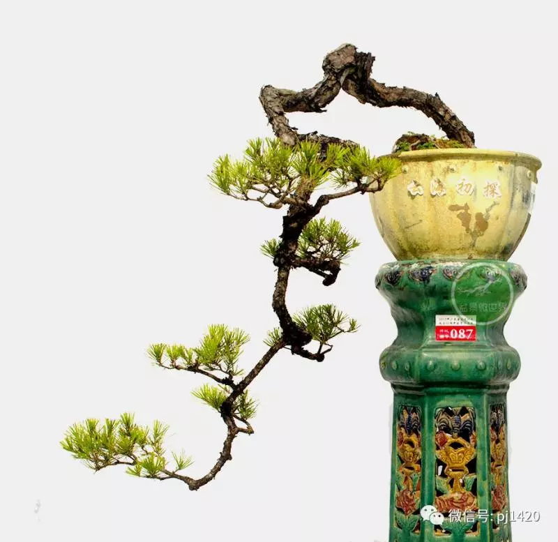 馬尾松做盆景,難得的良材。
