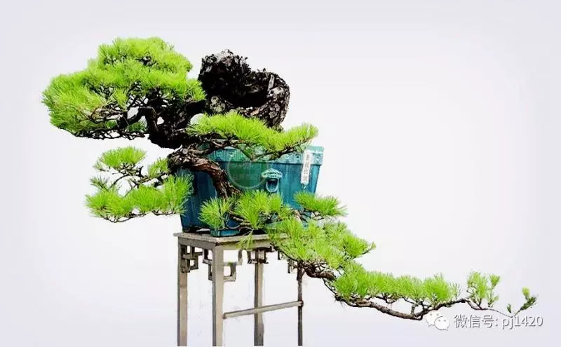 馬尾松做盆景,難得的良材。