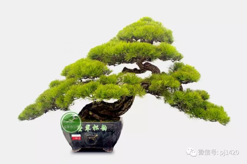 馬尾松做盆景,難得的良材。