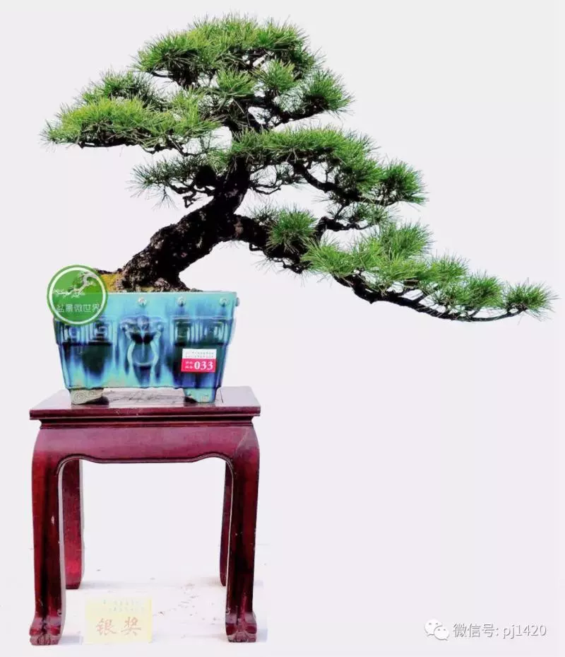 馬尾松做盆景,難得的良材。