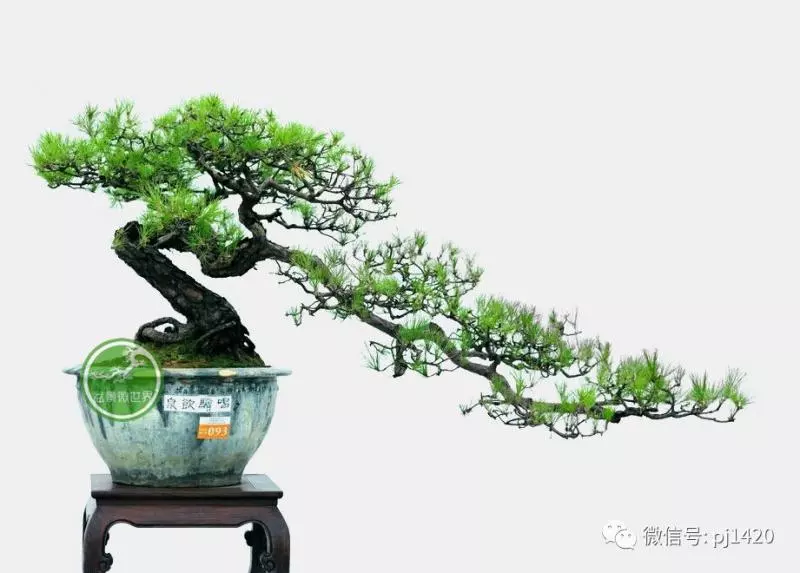 馬尾松做盆景,難得的良材。