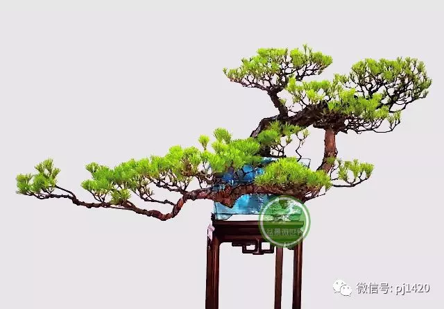 馬尾松做盆景,難得的良材。