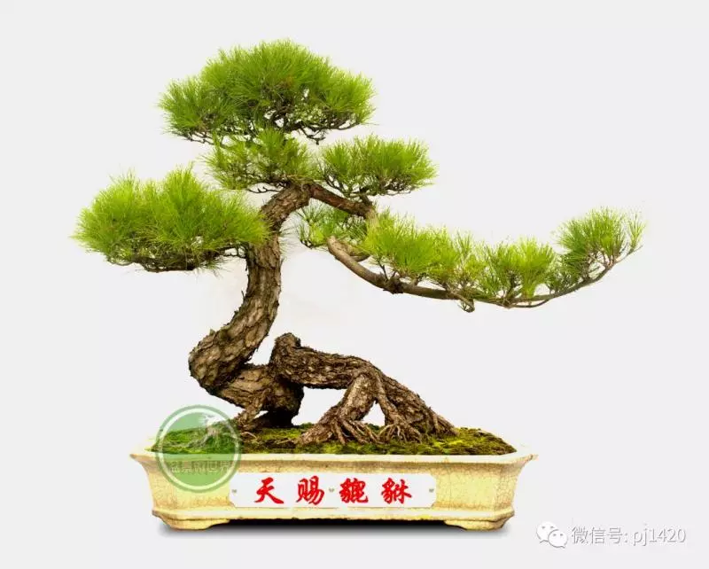 馬尾松做盆景,難得的良材。