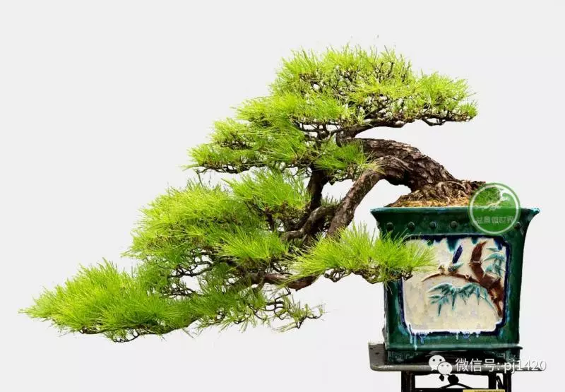 馬尾松做盆景,難得的良材。