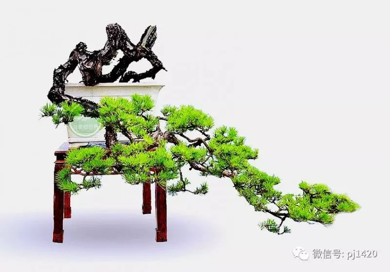 馬尾松做盆景,難得的良材。