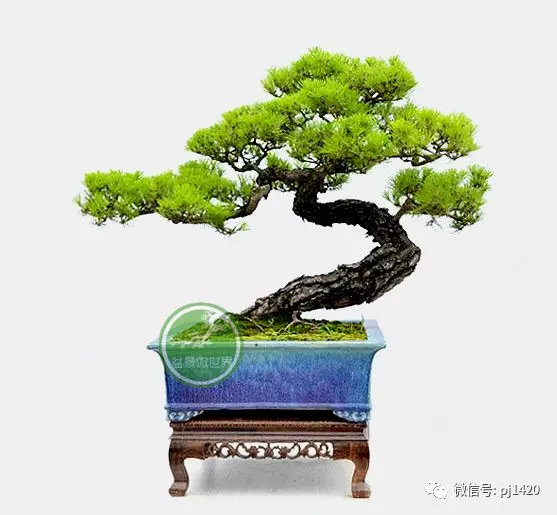 馬尾松做盆景,難得的良材。