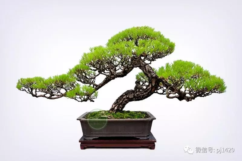 馬尾松做盆景,難得的良材。
