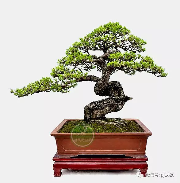 馬尾松做盆景,難得的良材。