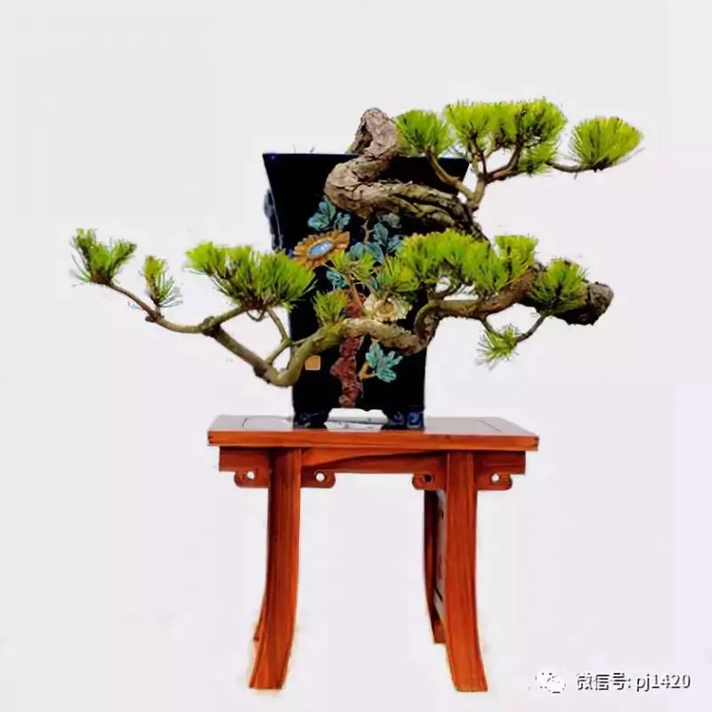 馬尾松做盆景,難得的良材。