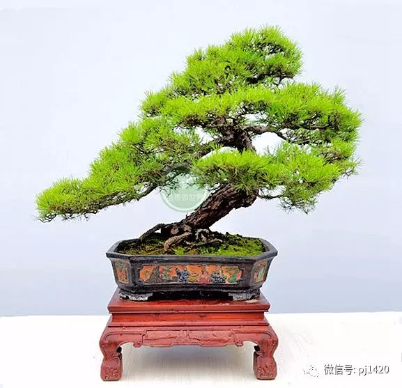馬尾松做盆景,難得的良材。