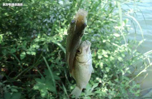 合格釣魚人都會掌握這些知識,看你能及格嗎!