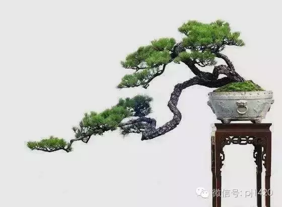 養盆景最簡單易懂的幾句話