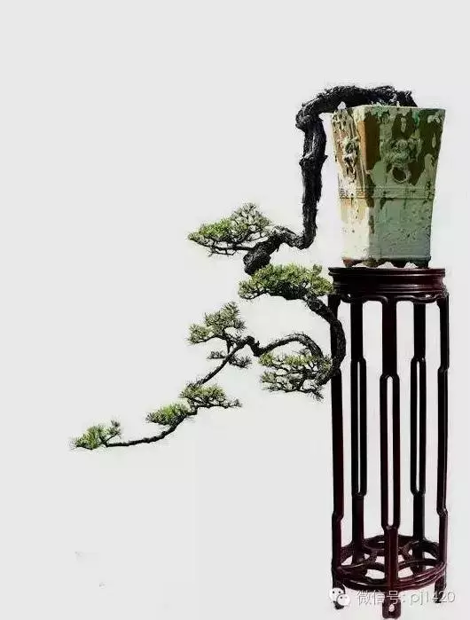 養盆景最簡單易懂的幾句話