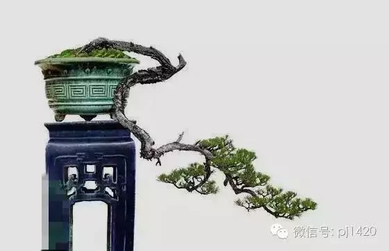 養盆景最簡單易懂的幾句話