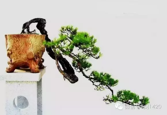 養盆景最簡單易懂的幾句話