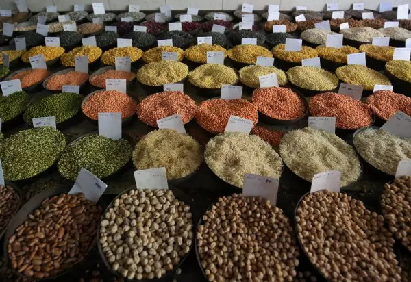 加拿大研究:小扁豆取代一半主食 可助血糖 下降35%