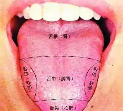 火在肺裡=咳嗽,火在肝裡=失眠,火在胃裡=口臭,看看吧