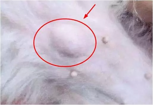 狗狗肚子長了個怪包,手術後醫生告知無法甦醒,悲傷中等到了驚喜
