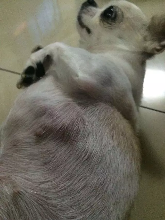 狗狗肚子長了個怪包,手術後醫生告知無法甦醒,悲傷中等到了驚喜