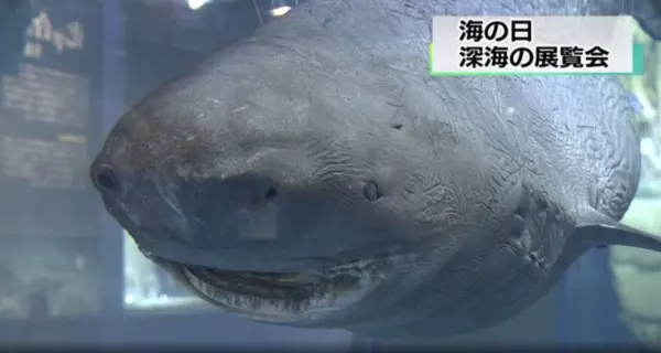 發現機率僅億分之1 加拿大漁民捕獲超夢幻 粉藍龍蝦