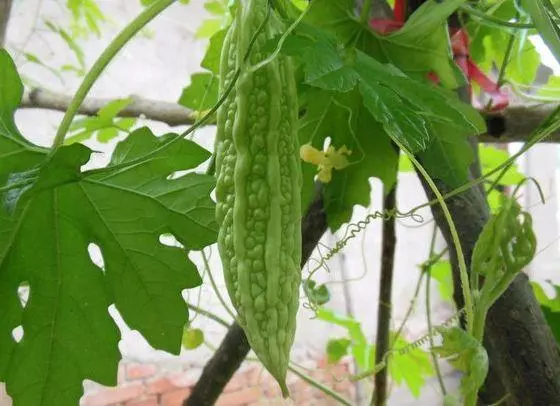 苦瓜五大好處,但這兩種人不宜吃苦瓜,你都知道嗎?