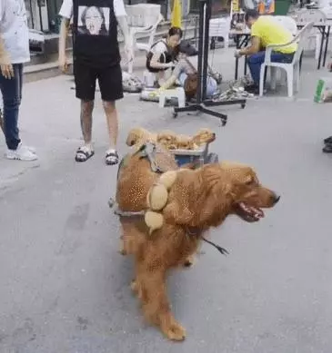 金毛:這年頭,賺錢養娃難連兩全啊!只能帶娃上陣賺錢買牛肉粒了