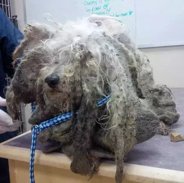 沒想到被稱為史萊克的狗狗剪掉了毛竟然長成醬紫……