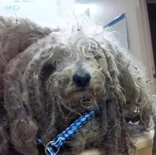 沒想到被稱為史萊克的狗狗剪掉了毛竟然長成醬紫……