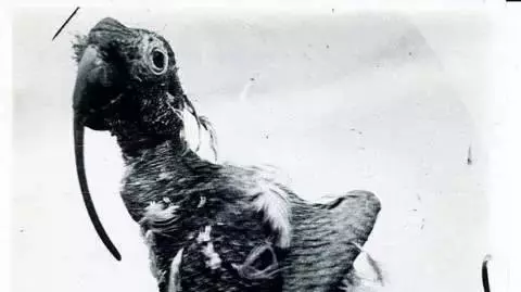 葵花鳳頭鸚鵡:可活120歲的長壽鳥