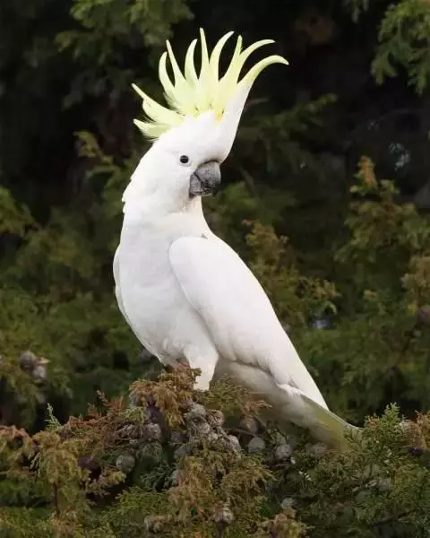 葵花鳳頭鸚鵡:可活120歲的長壽鳥