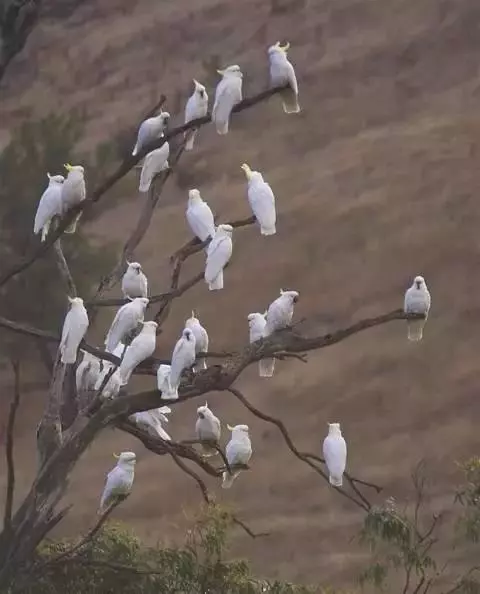 葵花鳳頭鸚鵡:可活120歲的長壽鳥