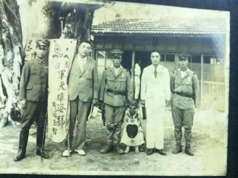 狼犬被軍隊徵召 受訓中途「偷跑回家」默默躲在車底守護一家人