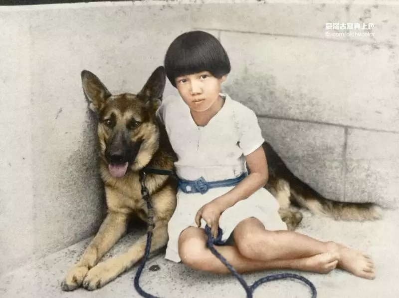 狼犬被軍隊徵召 受訓中途「偷跑回家」默默躲在車底守護一家人