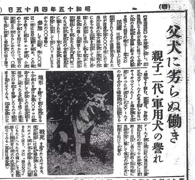 狼犬被軍隊徵召 受訓中途「偷跑回家」默默躲在車底守護一家人