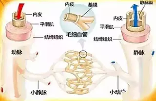 這3個東西泡水喝,修護血管內皮和預防心梗