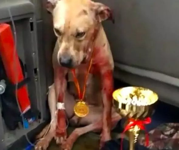 男子牽著狗抱著獎盃來治病,看到獎盃的內容,醫生都忍不住大罵