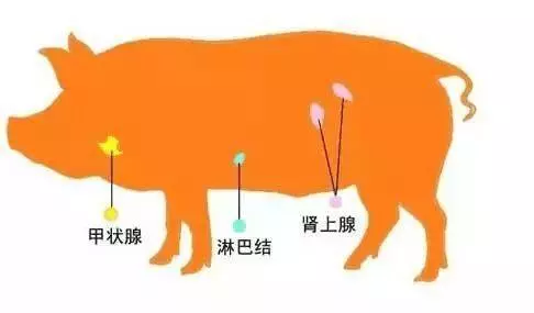 醫生警告:這7種肉千萬別再吃了,不然癌症肯定找上門一定要轉告你的家人
