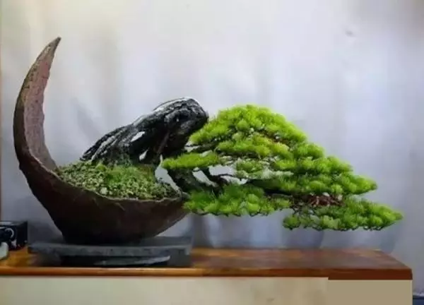 有了閱歷,才能欣賞盆景最高層次的病態美