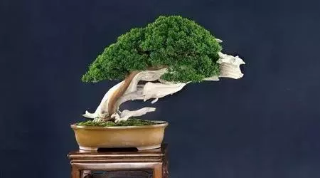 有了閱歷,才能欣賞盆景最高層次的病態美