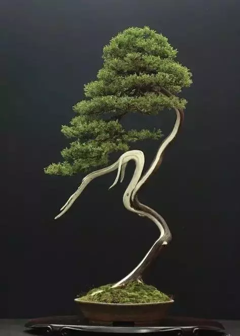 有了閱歷,才能欣賞盆景最高層次的病態美